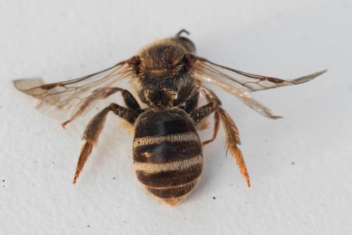 Lasioglossum leucozonium